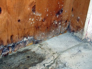 Mold in basement