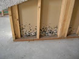 Moldy Basement Moldy Basement